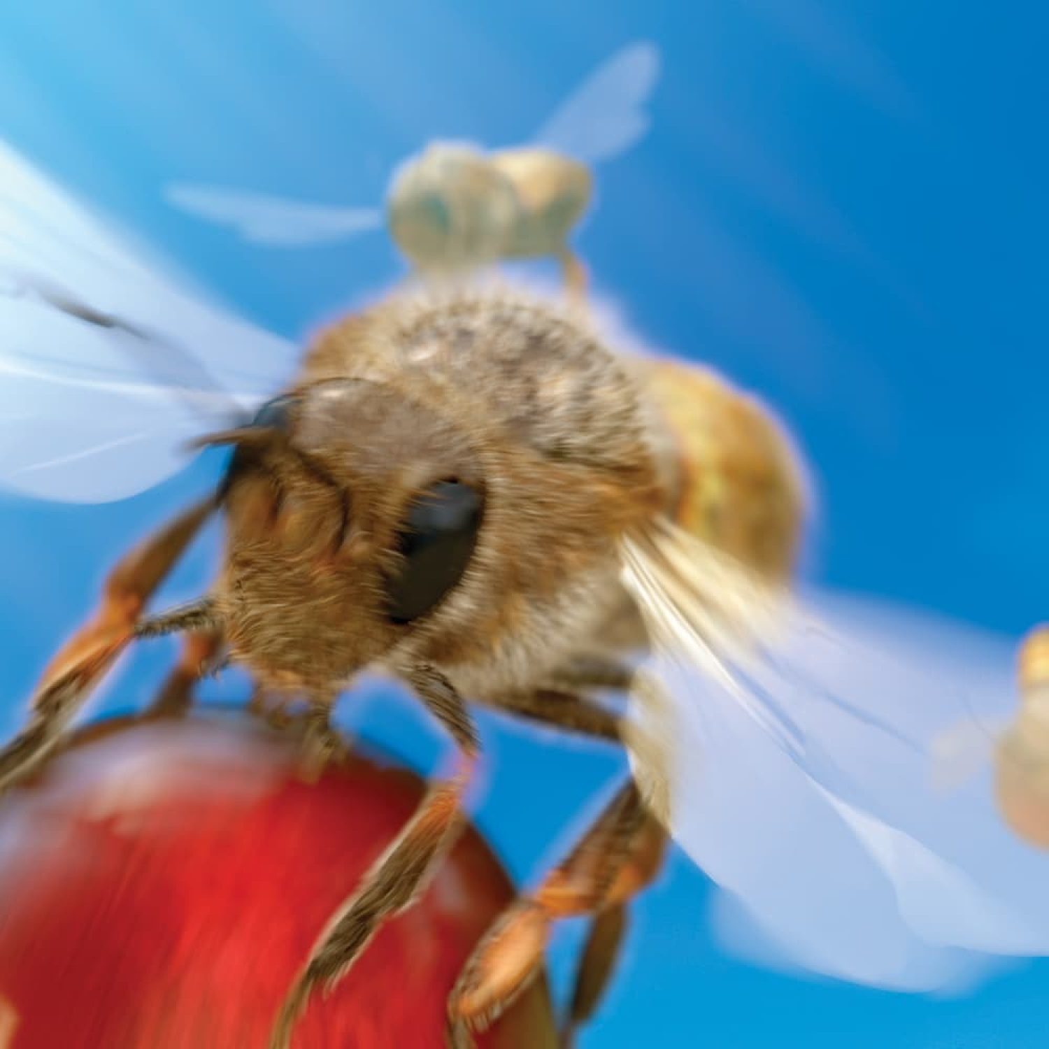 Video commercial for “Morsel” fruit drink — close-up of a bee on a berry